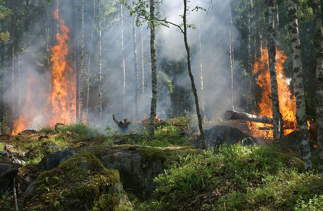 incendi carso