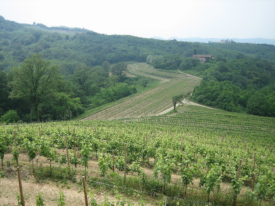 Vini del Collio