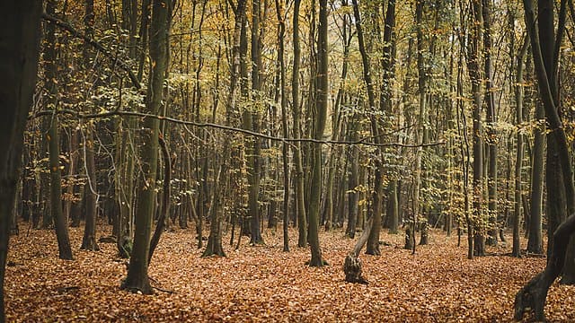 foresta Karakaš