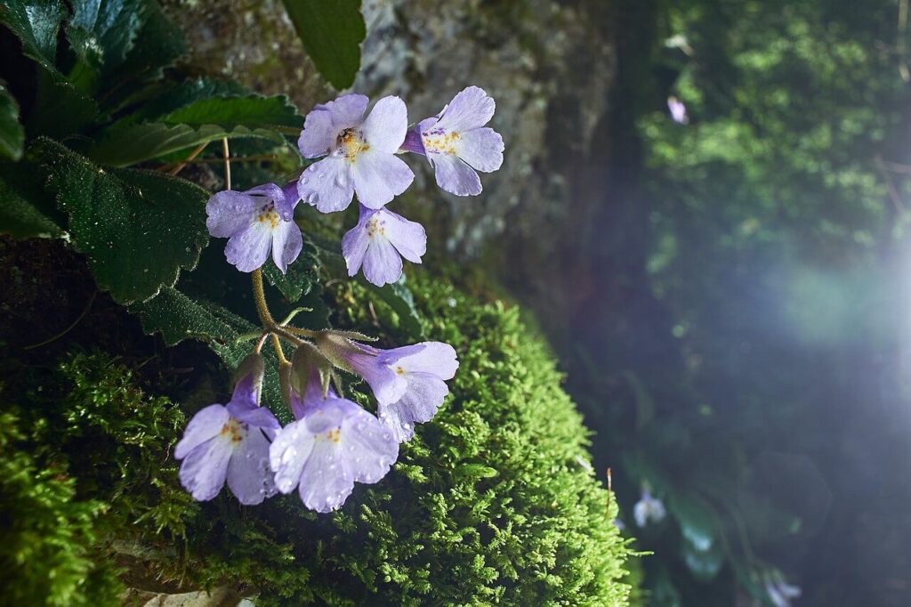 Il fiore dei Rodopi, Bulgaria