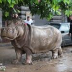 Alluvione dello zoo di Tbilisi