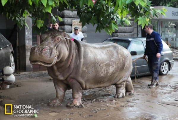 Alluvione dello zoo di Tbilisi