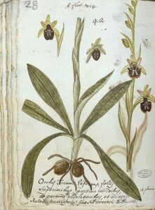 Raffigurazione di orchidea