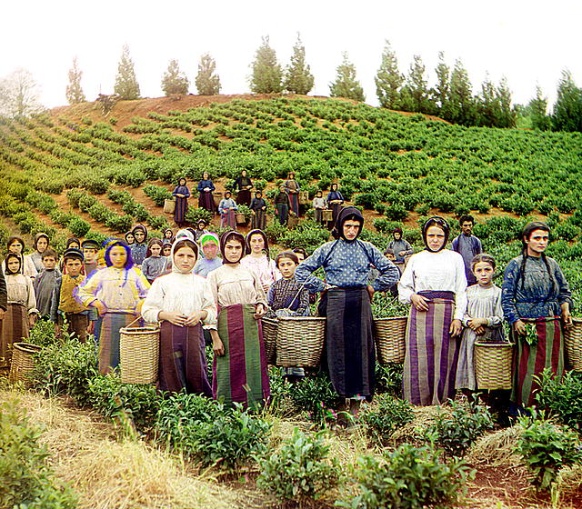 Lavoratrici greche in una piantagione di tè nei pressi di Batumi (Sergej Prokudin-Gorski).